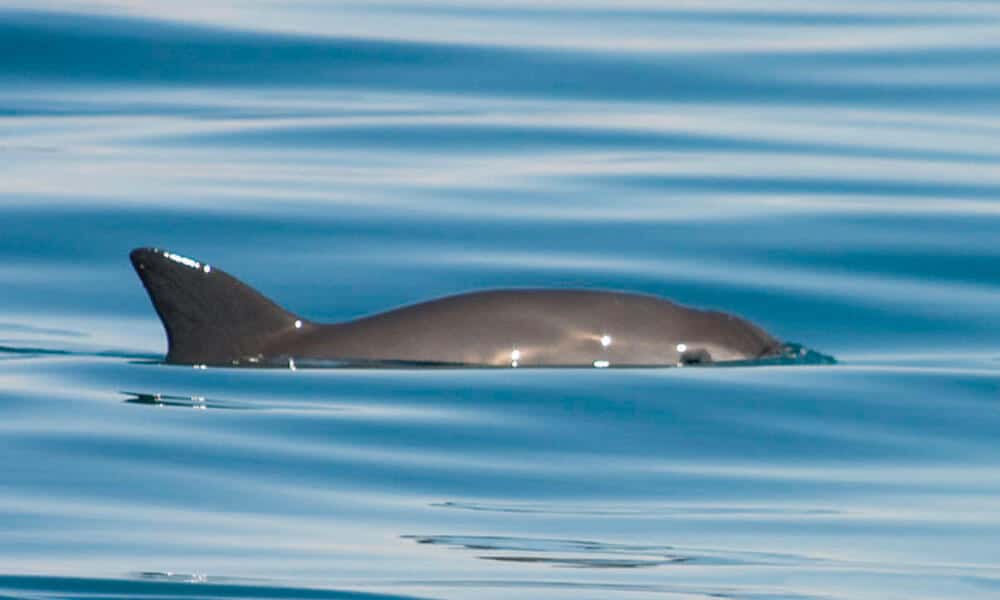 fauna de Baja California Sur 