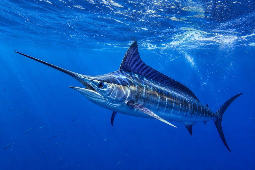 Marlin Capital of the World: Where San José del Cabo Reigns Supreme